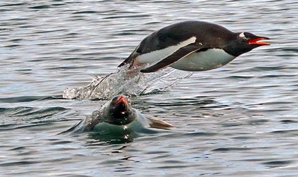 Szamárpingvin, részlet a madár 1 (Gentoo) Gentoo pingvin, madár részlet 1