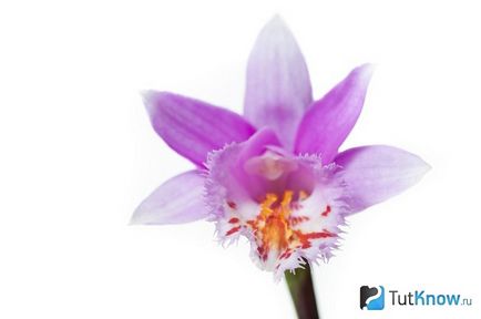 Павина орхідея Плейони (pleione) 1