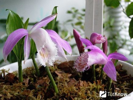 Павина орхідея Плейони (pleione) 1