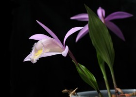 Peonia orhideei pleione (pleione) 1