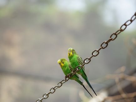 Fractura de aripă în papagal, papagali
