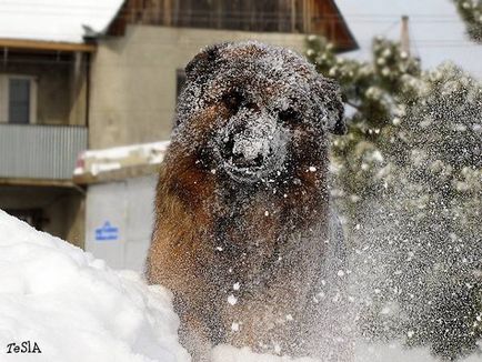 Hypothermia és fagyás a kutyák, tünetei hypothermia kutyák, lábat füle fagyás