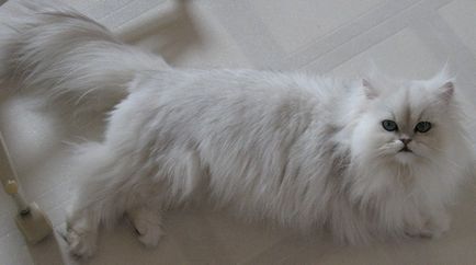 Persană pisică în apartament, toate pro și contra