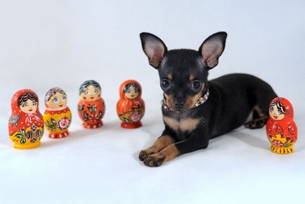 Prima căldură în Toy Terrier 1