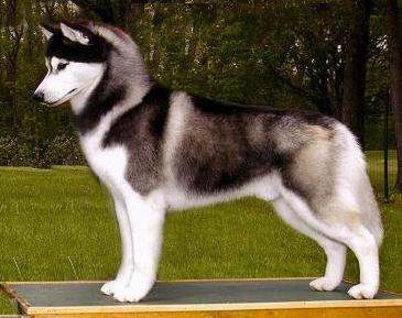 Câine și pisică Husky siberiană