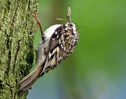 Піщуха звичайна, піщуха (certhia familiaris), польові ознаки ареал поширення характер