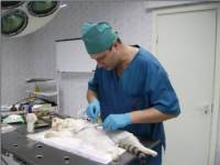 Пластична хирургия се налага животните или суета домакини zooportal 1