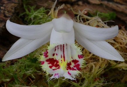 Pleleone fotografie, tipuri și modalități de îngrijire a unei orhidee 1