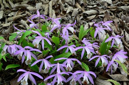 Pleione fotók, nézetek és hogyan kell gondoskodni egy orchidea 1 (megtekintés) Pleione fotók, nézetek és hogyan kell gondoskodni egy orchidea 1