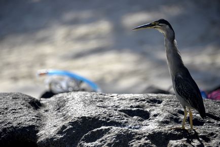 Plajele de pe insula Mahe cum să vezi cele mai bune pe Seychelles