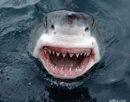 Чому акули, нападаючи на видобуток, закривають очі
