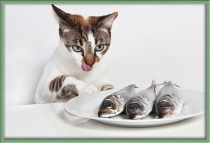 Чому кішок не можна годувати рибою, Зоосвіт