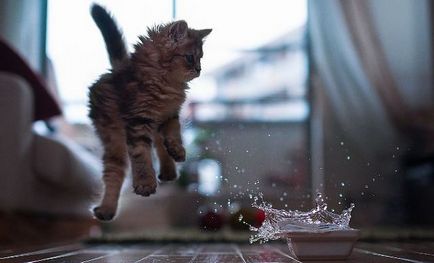 De ce pisicile nu pot fi pulverizate cu apă