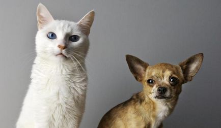 De ce pisicile trăiesc mai mult decât câinii?