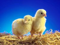 Miért csirkék Peck halálra egymást, miért csirkék Peck egymást