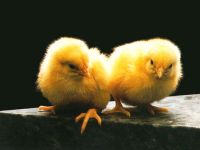 De ce puii se certa reciproc de ce găinile se coacă reciproc