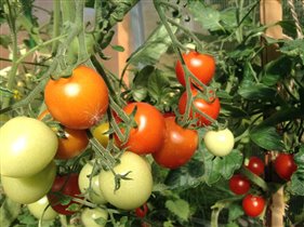 Чому каламутні помідори - популярні записи