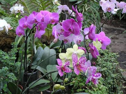 Чому не цвіте садові орхідея правила догляду і поливу