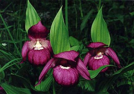 Miért nem virágzó orchidea kert szabályok ellátás és öntözés (kert) Miért nem virágzó orchidea kert szabályok ellátás és öntözés