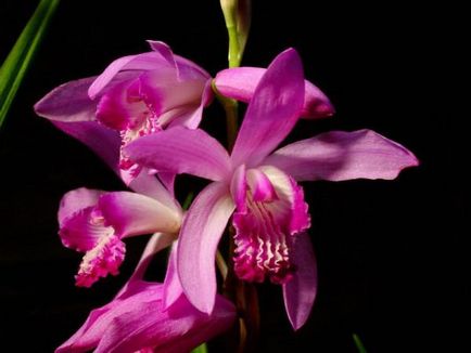 De ce orhideea de gradina nu infloreste regulile de ingrijire si udare