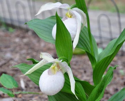 Miért nem virágzó orchidea kert szabályok ellátás és öntözés (orchidea) Miért nem virágzó orchidea kert szabályok ellátás és öntözés