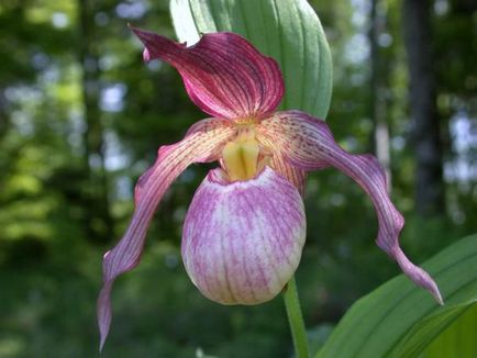 Miért nem virágzó orchidea kert szabályok ellátás és öntözés (orchidea) Miért nem virágzó orchidea kert szabályok ellátás és öntözés