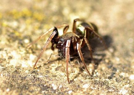 Чому павуки їдять один одного