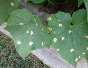 Чому з'являються білі плями на листі огірків, і як їх лікувати