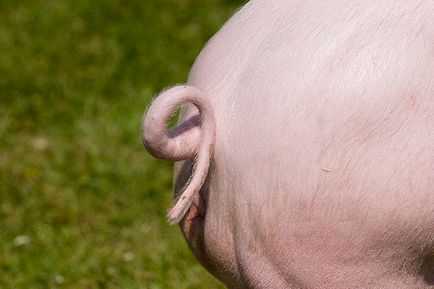 De ce porcii se ciuguleaza reciproc cozile