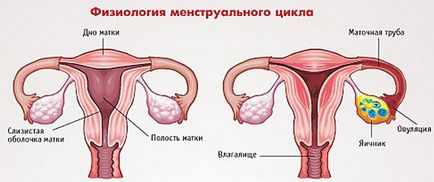 Чому у мене йдуть місячні темного кольору