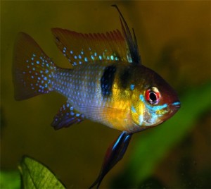 Miért hal meg az akváriumi halak háziállatok
