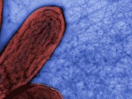 Чому ворсинки бактерій проводять струм, наука і життя