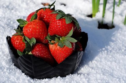 Pregătirea căpșunilor pentru iarnă