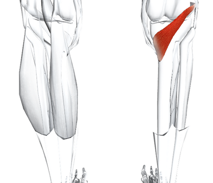 Muschi mușchial al articulației genunchiului, funcțiile sale