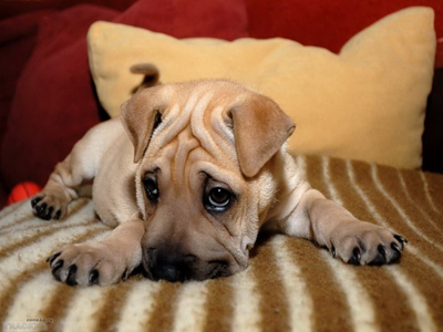 Bőr alá atkák kutyák - fénykép tünetek és a kezelés