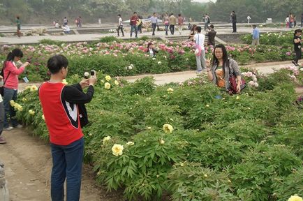 Cumparam un copac de pomicul de bujor (rădăcină și altoit) și cresc până la plantare