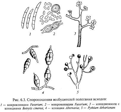 Szállás hajtások és magoncok - agroarhiv mezőgazdasági anyagok