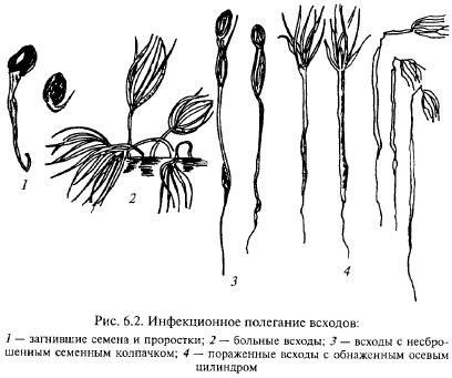 Szállás hajtások és magoncok - agroarhiv mezőgazdasági anyagok