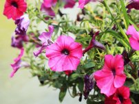 Hasznos tippeket a Vázatartóssága kerti virágok, kerti virágok (tanya)