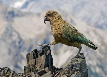 Папуги кеа - дивовижні факти з життя пернатих
