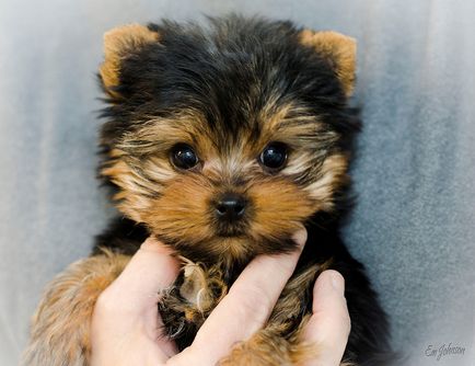 Kutyafajta Yorkshire terrier (30 fotó)