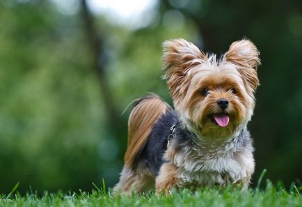 Yorkshire Terrier câine rasa (30 fotografii)