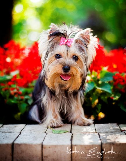 Kutyafajta Yorkshire terrier (30 fotó)