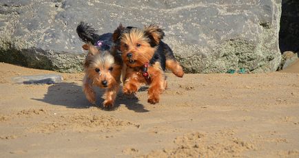 Kutyafajta Yorkshire terrier (30 fotó)