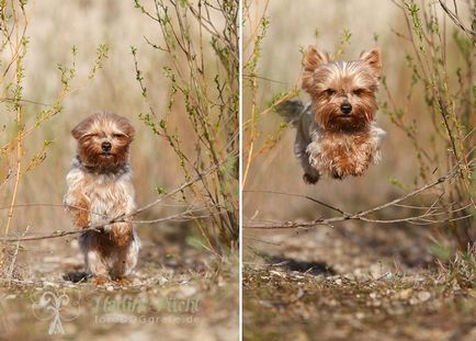 Kutyafajta Yorkshire terrier (30 fotó)