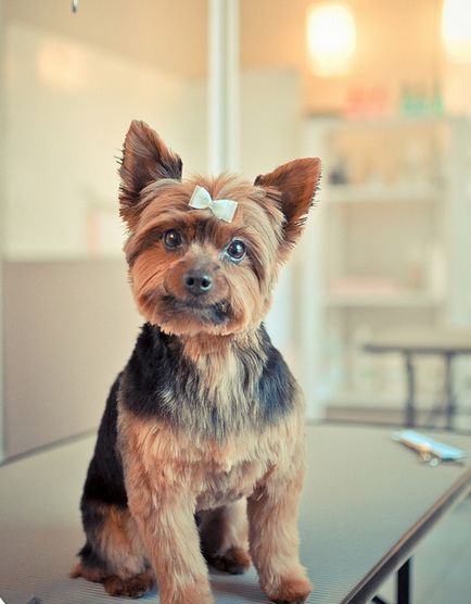 Kutyafajta Yorkshire terrier (30 fotó)