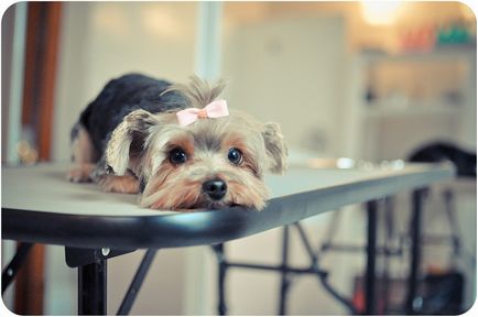 Yorkshire Terrier câine rasa (30 fotografii)