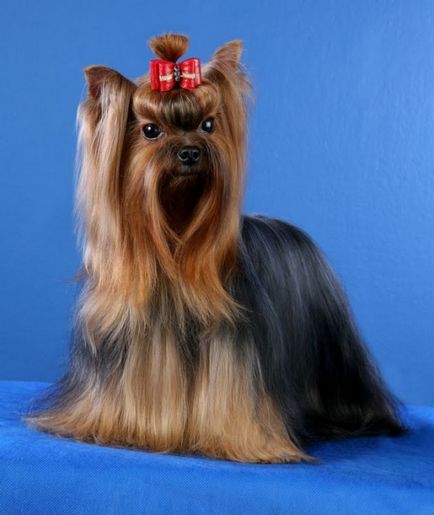 Kutyafajta Yorkshire terrier (30 fotó)