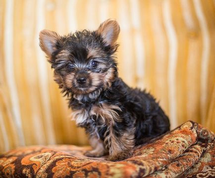 Kutyafajta Yorkshire terrier (30 fotó)