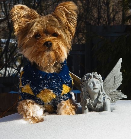 Yorkshire Terrier câine rasa (30 fotografii)